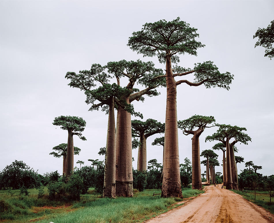 Top  6 Popular Tourist Attractions in Madagascar